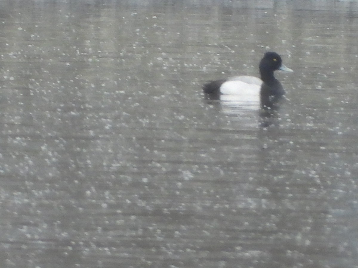 Lesser Scaup - ML618489753