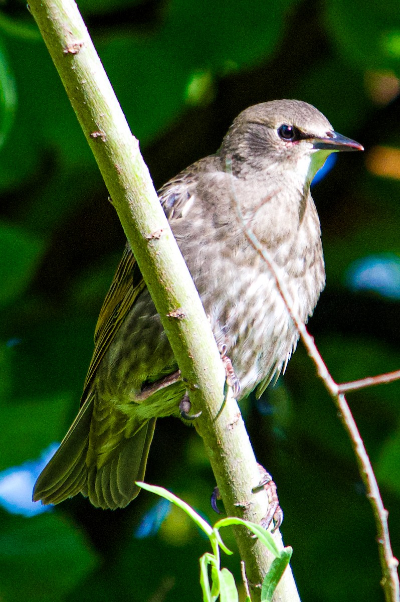 European Starling - ML618489758