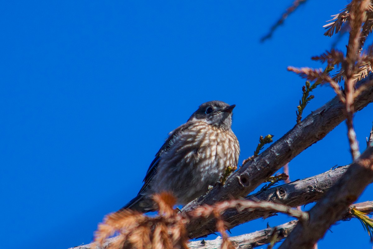 Western Bluebird - ML618489767