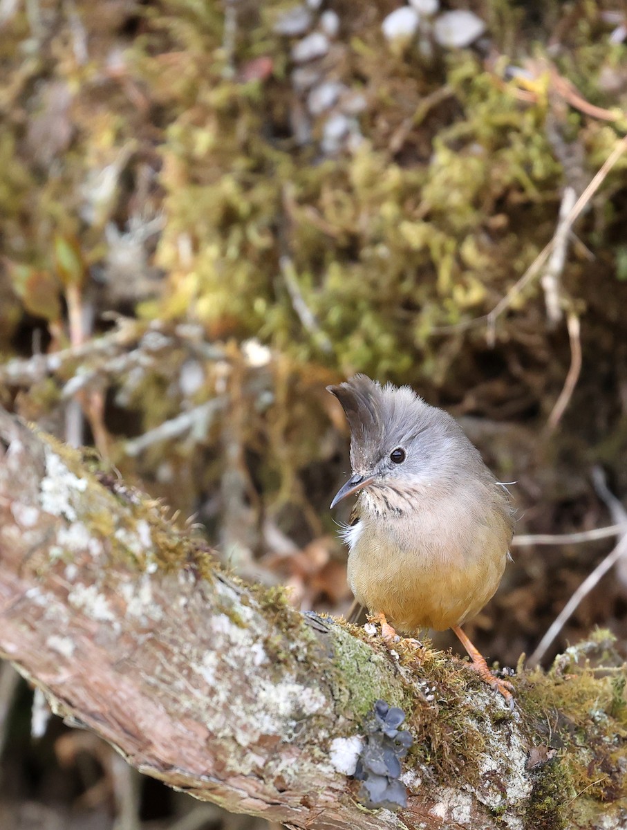 Stripe-throated Yuhina - ML618489775