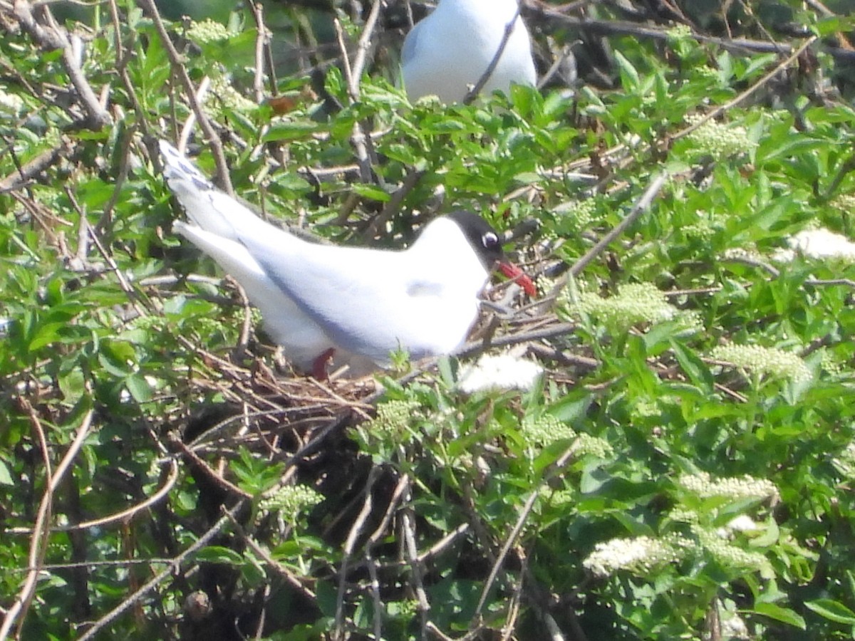 Mouette mélanocéphale - ML618489781