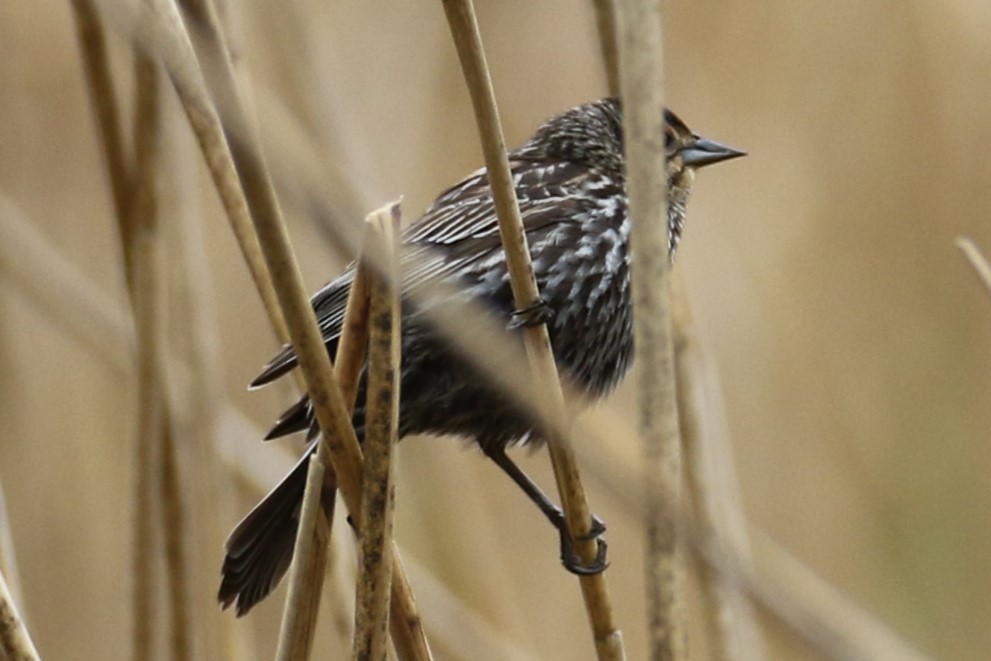 Red-winged Blackbird - michael vedder