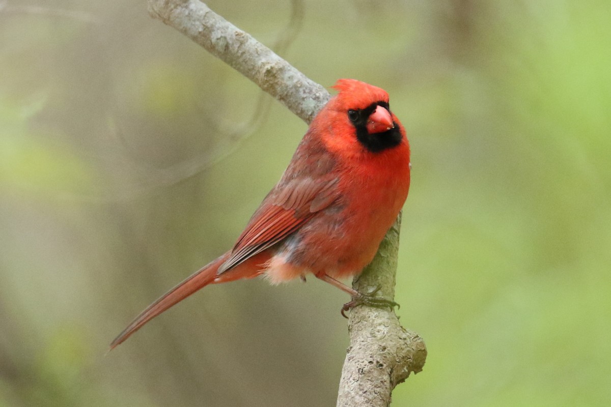 Cardinal rouge - ML618489828