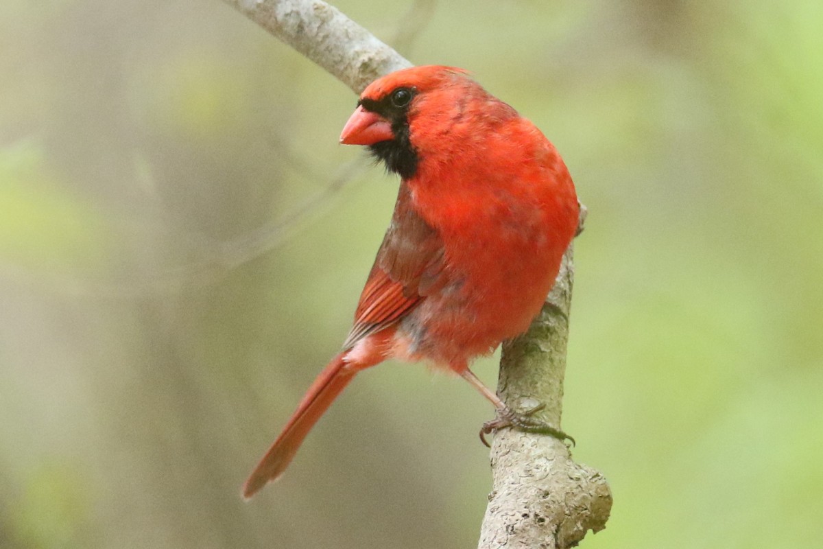 Cardinal rouge - ML618489835