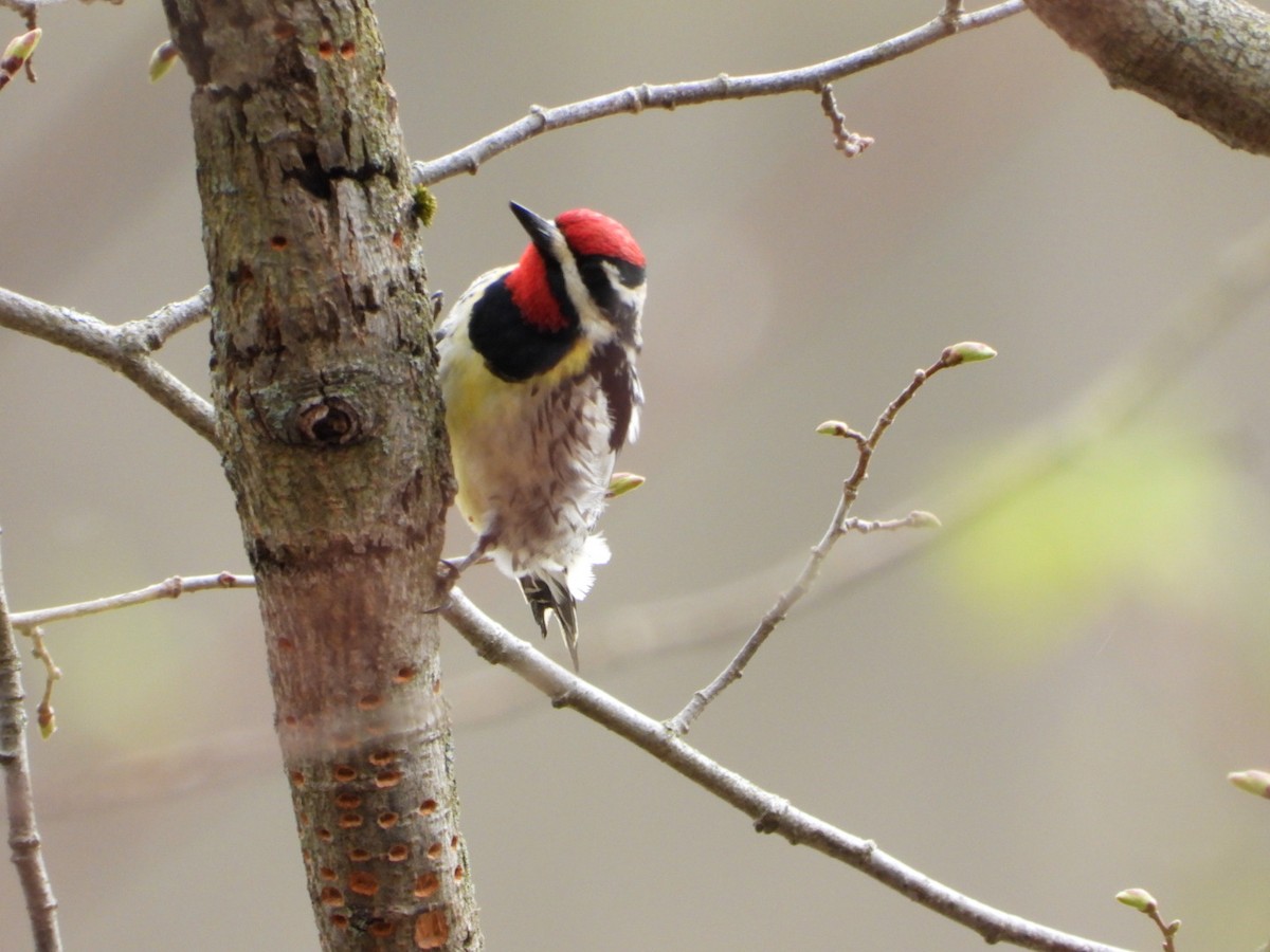 Yellow-bellied Sapsucker - ML618489857