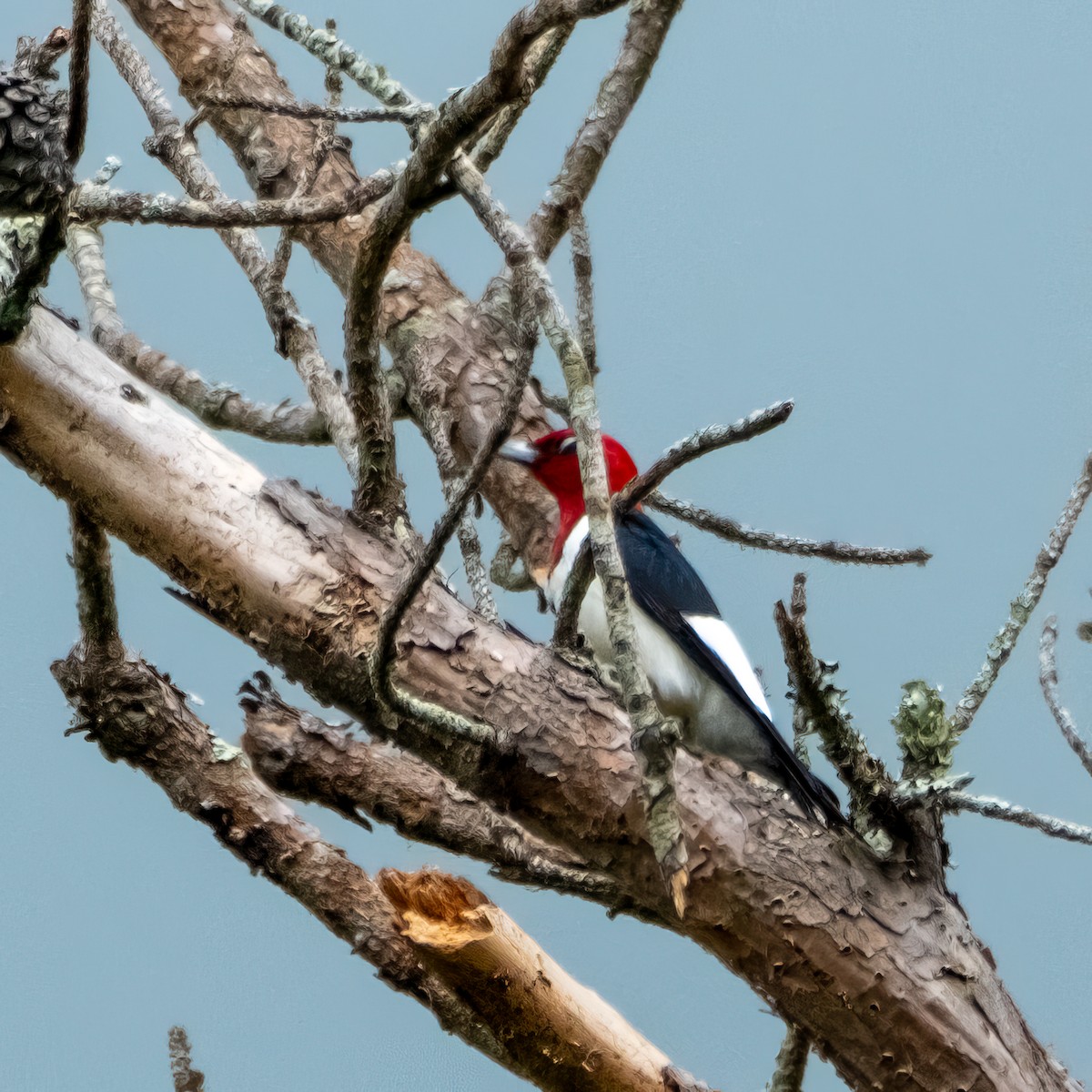 Red-headed Woodpecker - Charles Byrne