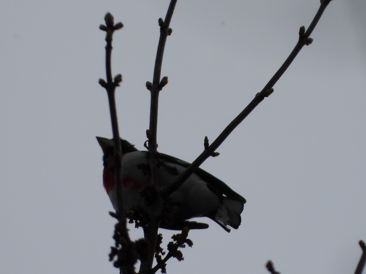 Rose-breasted Grosbeak - ML618489876