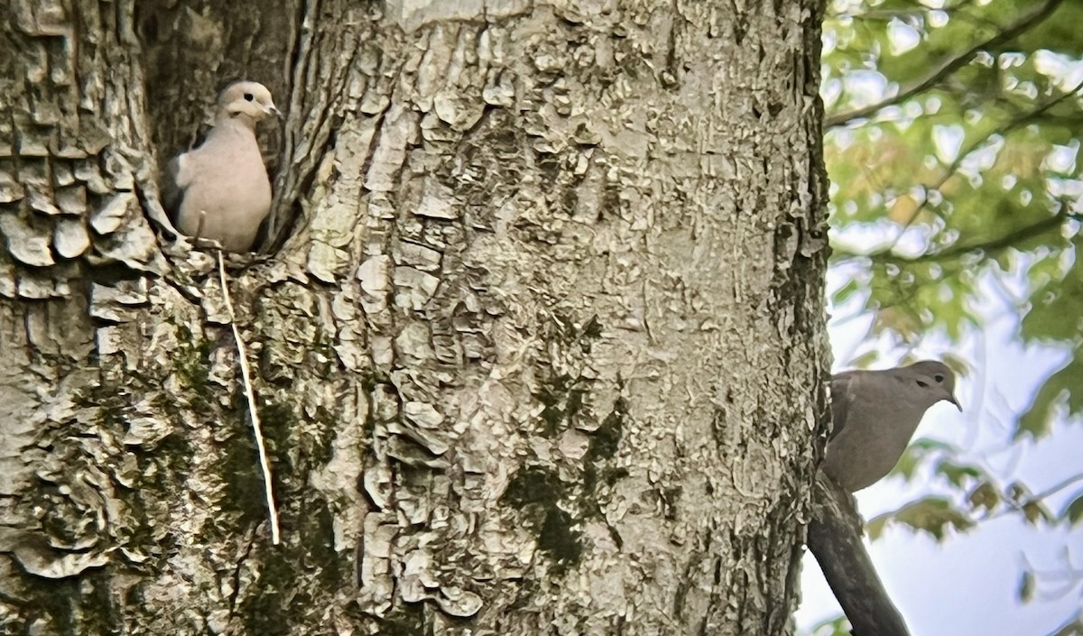 Mourning Dove - Alex Colucci