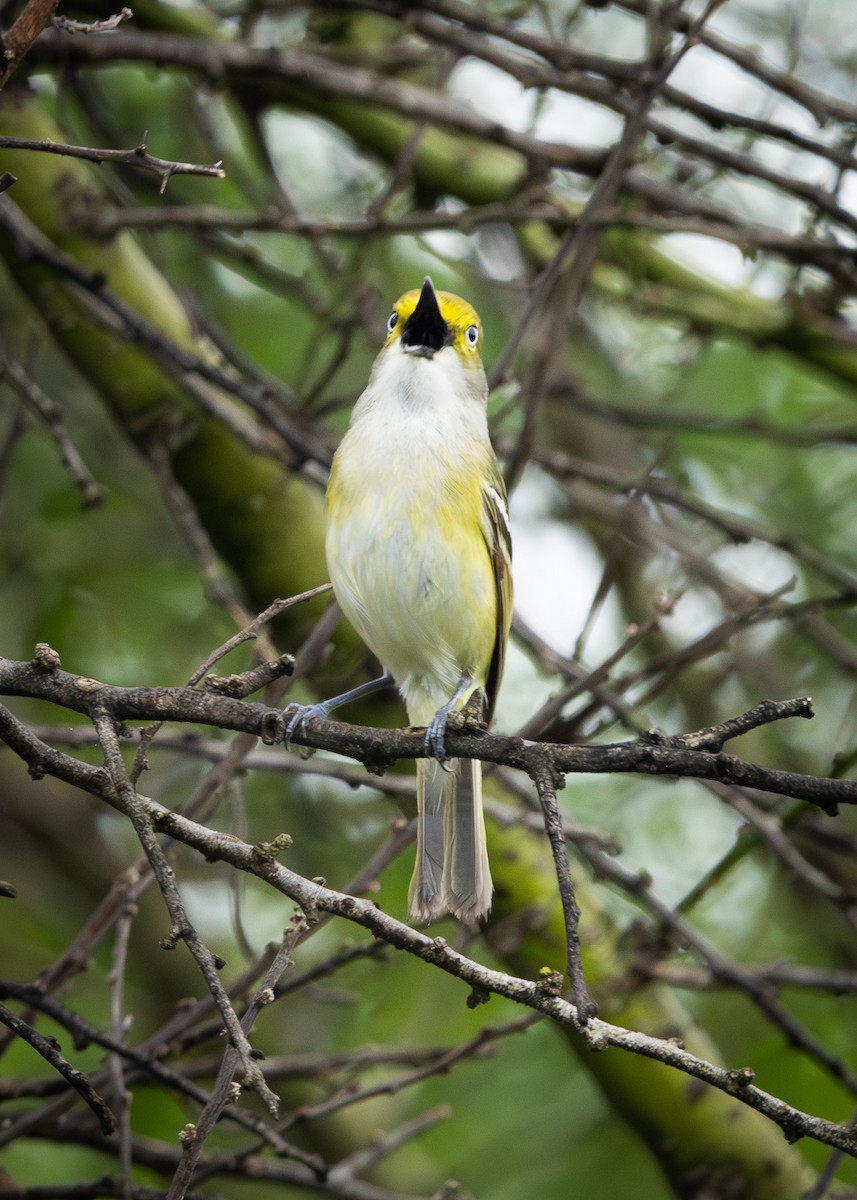 White-eyed Vireo - Ryan Anderson