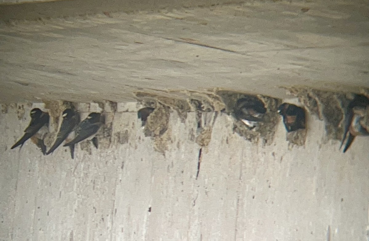 Cliff Swallow (pyrrhonota Group) - ML618489912