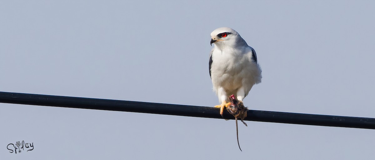 Black-winged Kite - ML618489935