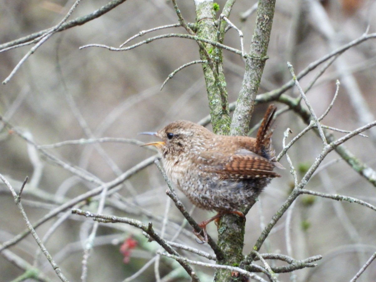 Winter Wren - Olivier Dansereau