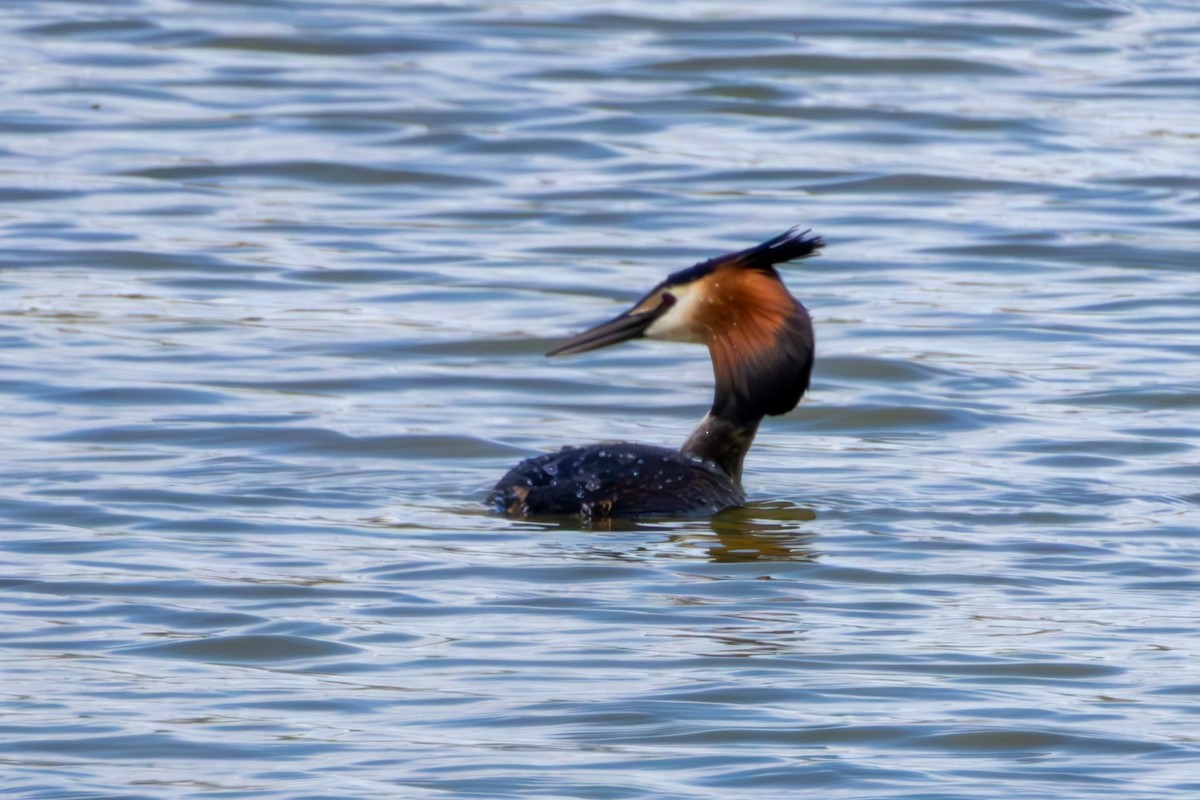 Great Crested Grebe - ML618489951