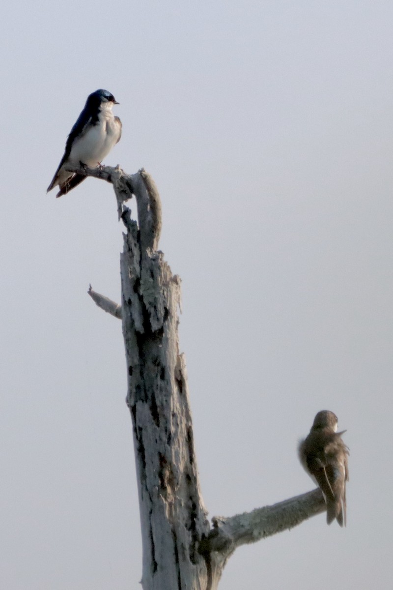 Tree Swallow - ML618489968