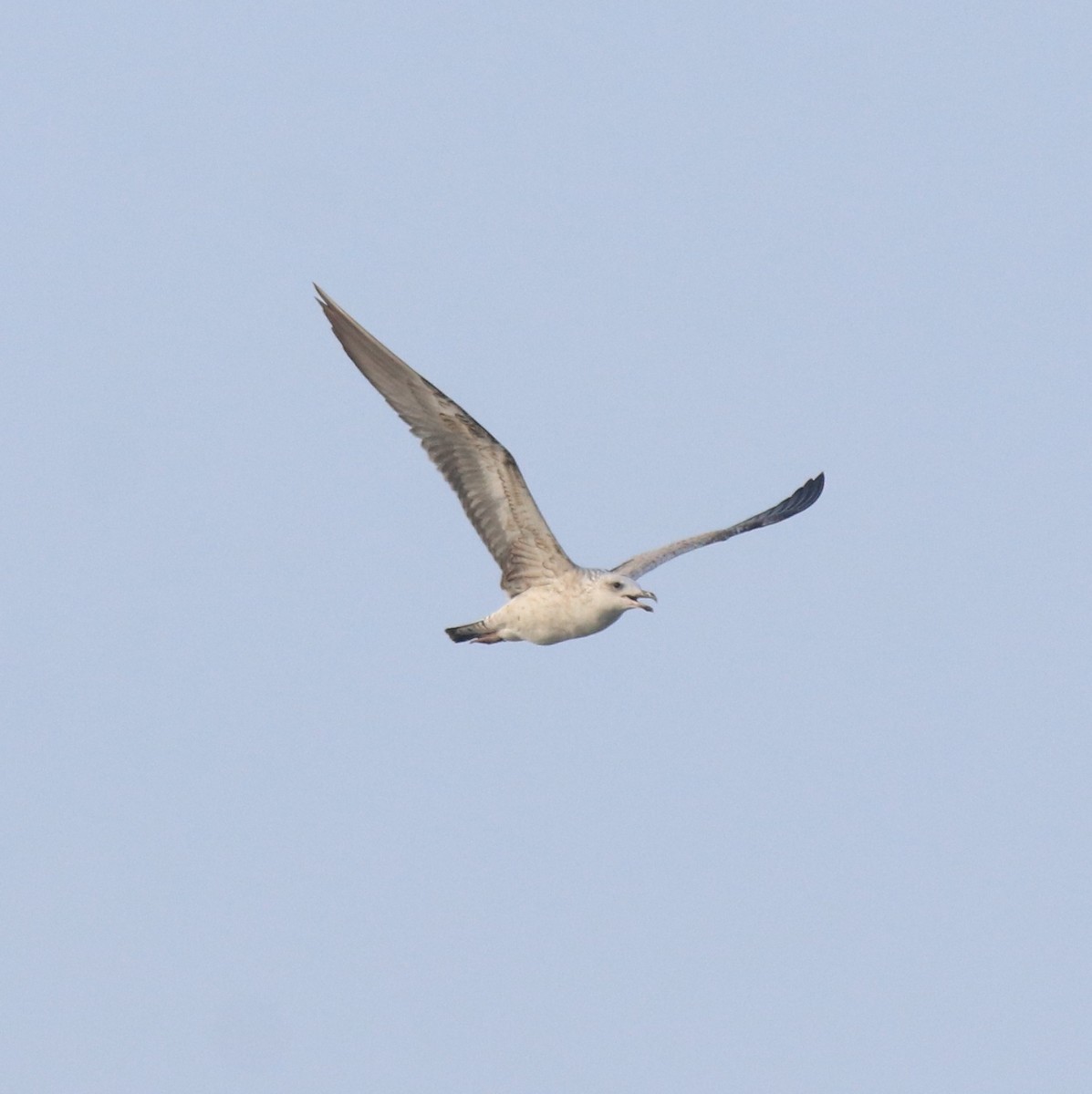 Lesser Black-backed Gull - Afsar Nayakkan