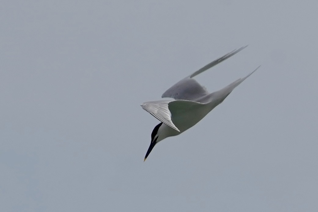 Sandwich Tern - ML618489988