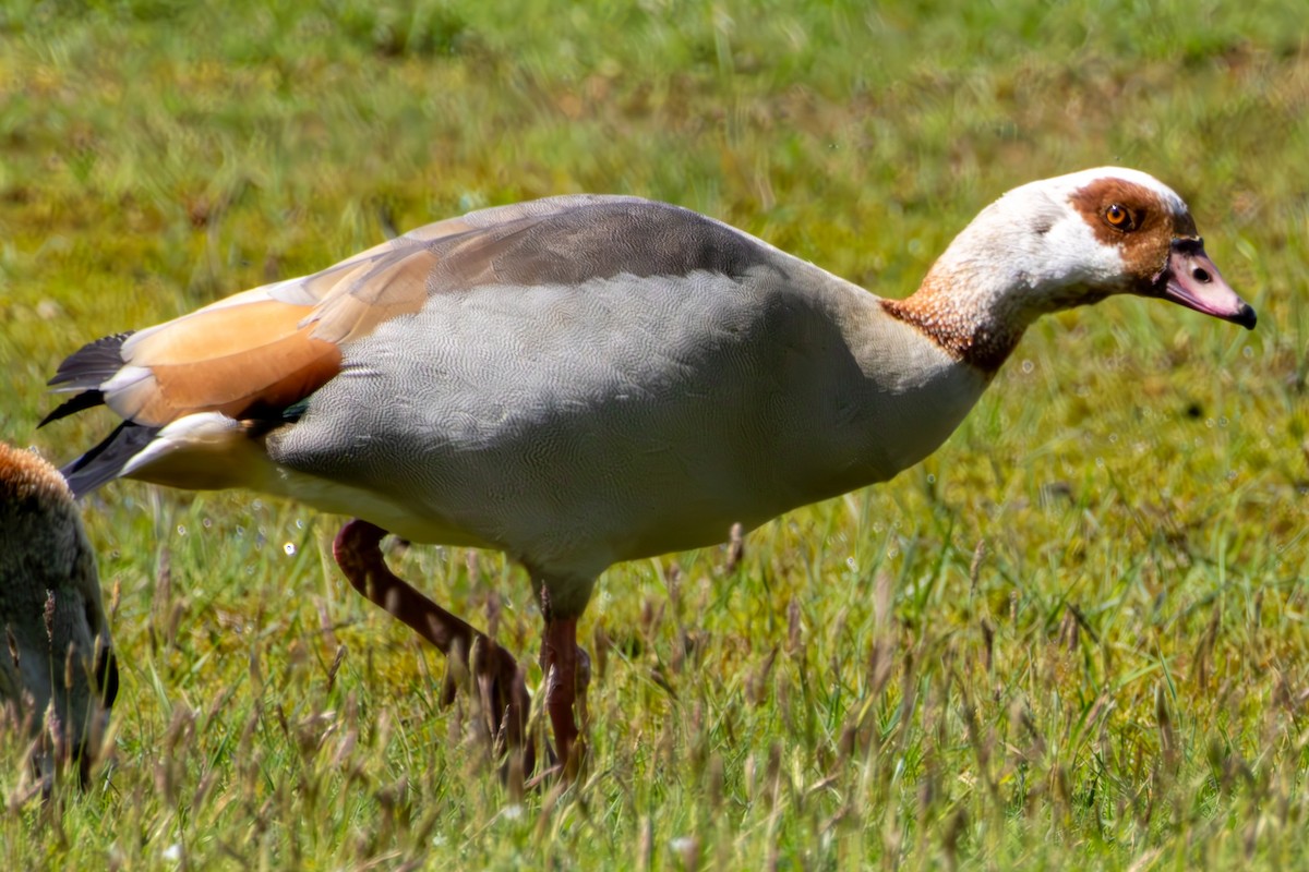 Egyptian Goose - ML618490007