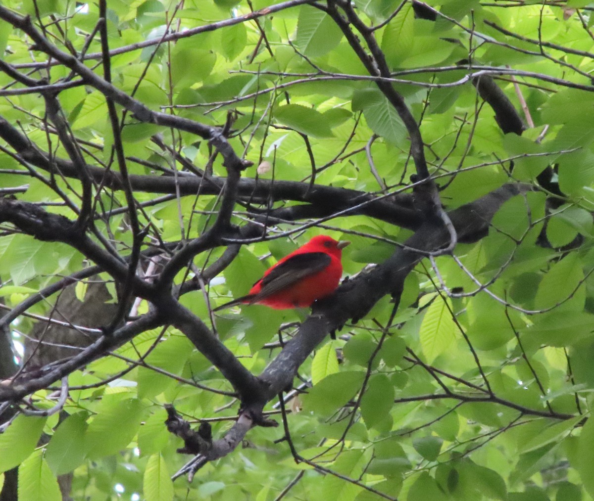 Scarlet Tanager - ML618490012