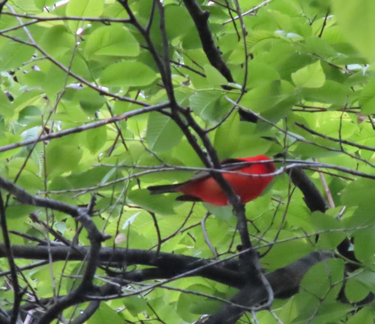 Scarlet Tanager - ML618490013