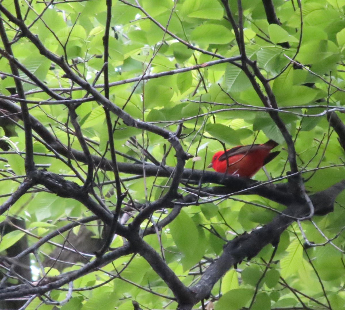 Scarlet Tanager - ML618490014