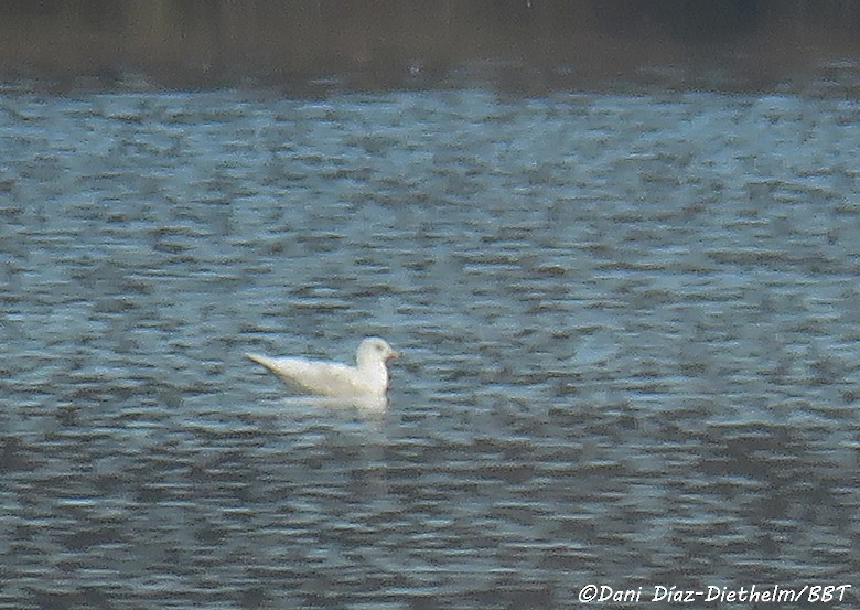 Gaviota Groenlandesa (glaucoides) - ML618490021