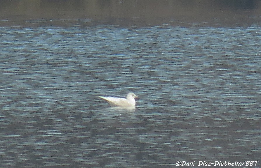 Iceland Gull (glaucoides) - ML618490022