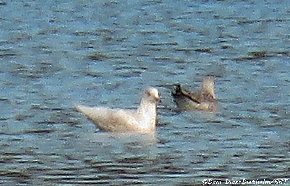 Iceland Gull (glaucoides) - ML618490024