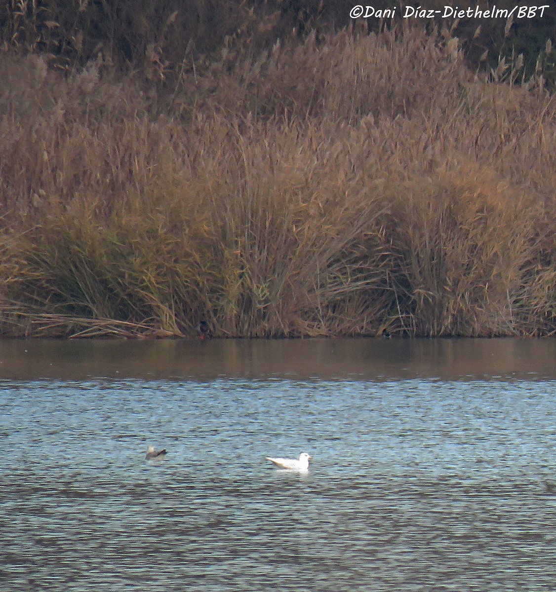 Gaviota Groenlandesa (glaucoides) - ML618490025