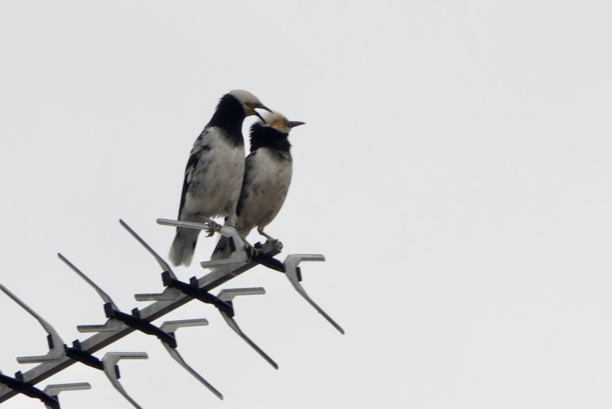 Black-collared Starling - Lam Chan