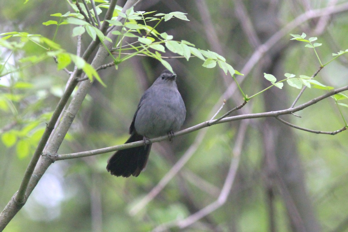 Gray Catbird - ML618490075