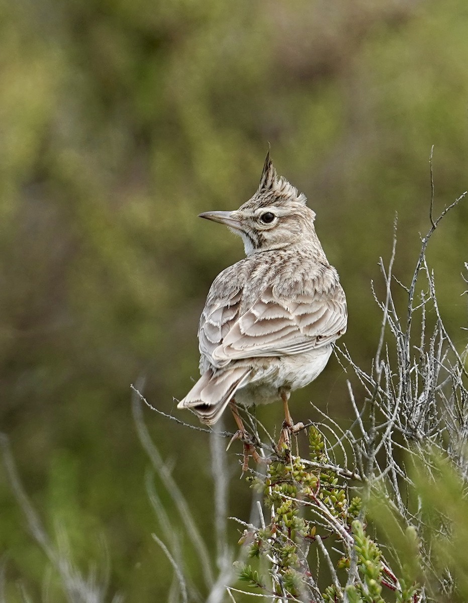 Crested Lark - ML618490077