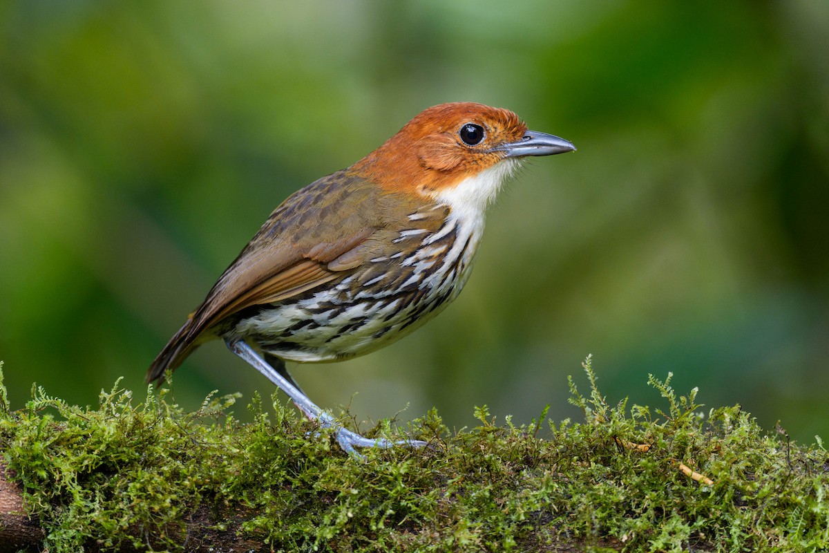 Chestnut-crowned Antpitta - ML618490089