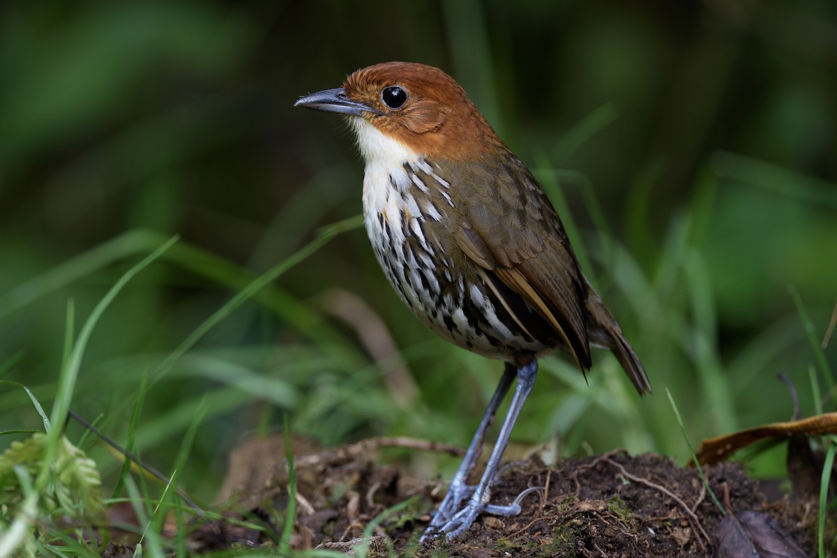 Chestnut-crowned Antpitta - ML618490091