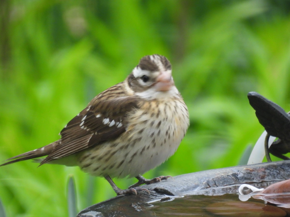 Rose-breasted Grosbeak - Thaw Malin