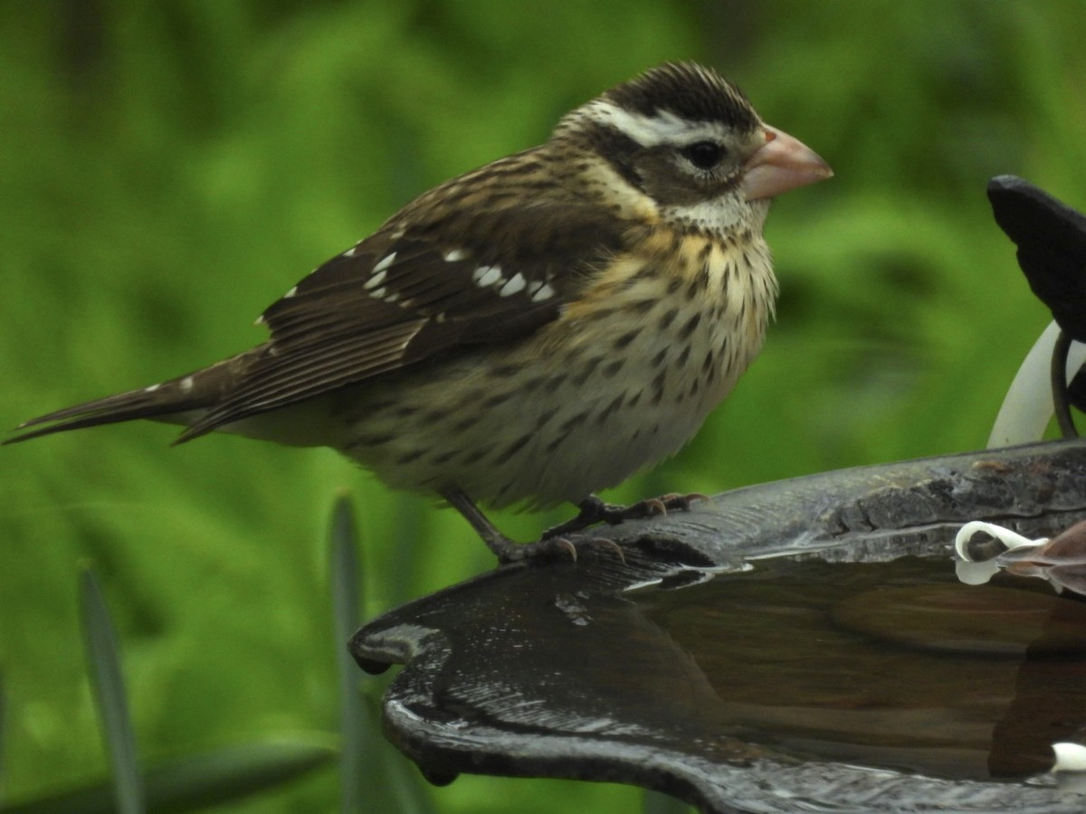 Rose-breasted Grosbeak - ML618490110