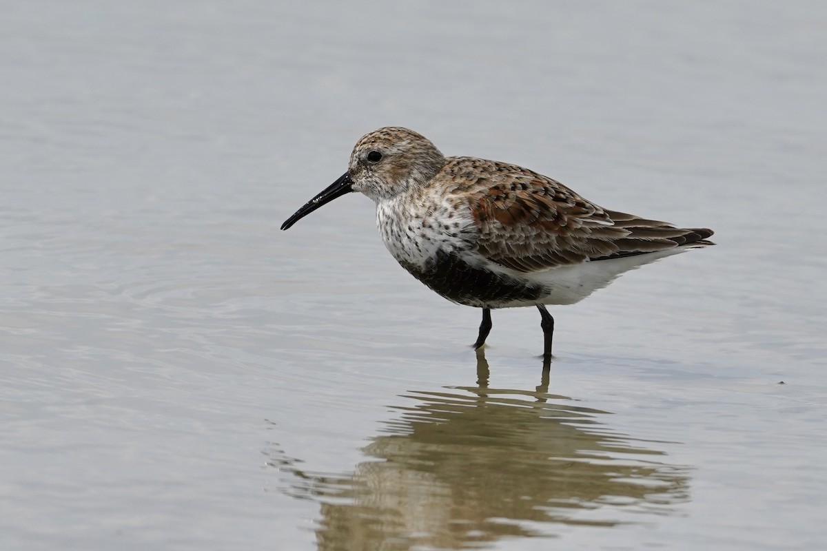 Dunlin - ML618490132