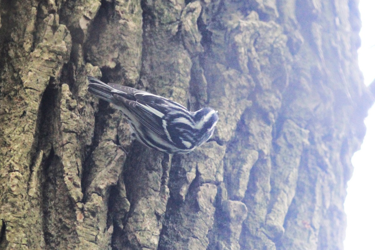 Black-and-white Warbler - Anthony  Popiel