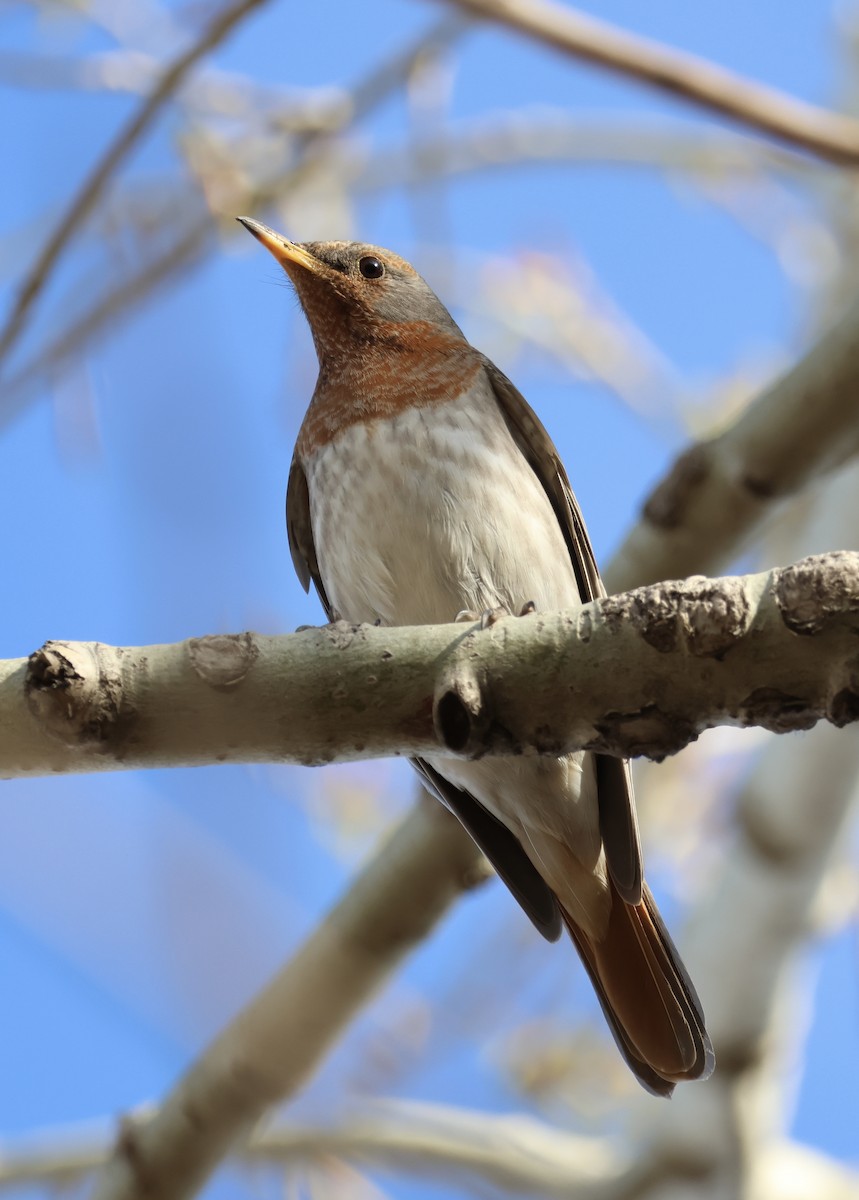 Red-throated Thrush - Enkhsaikhan Erdenetsog