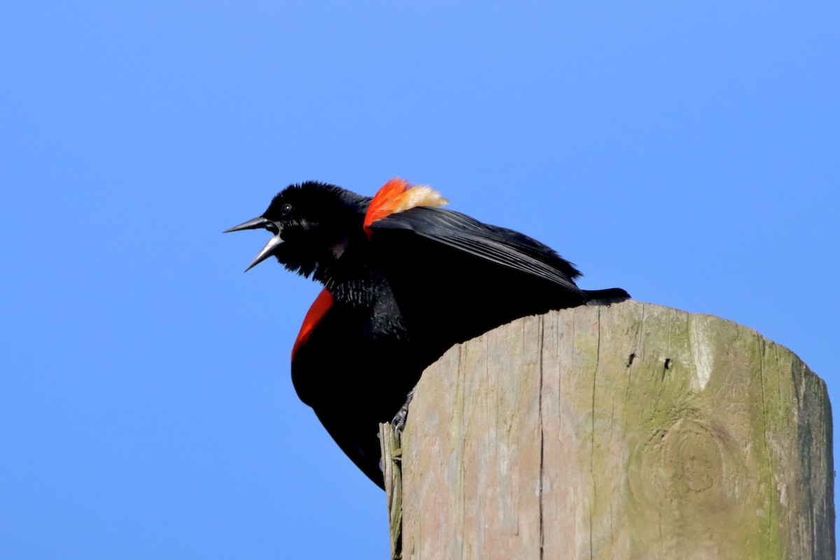 Red-winged Blackbird - ML618490202