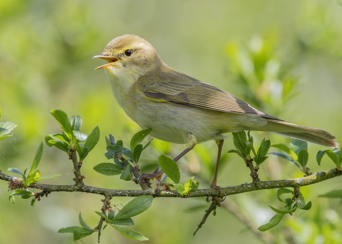 Willow Warbler - Nathaniel Dargue