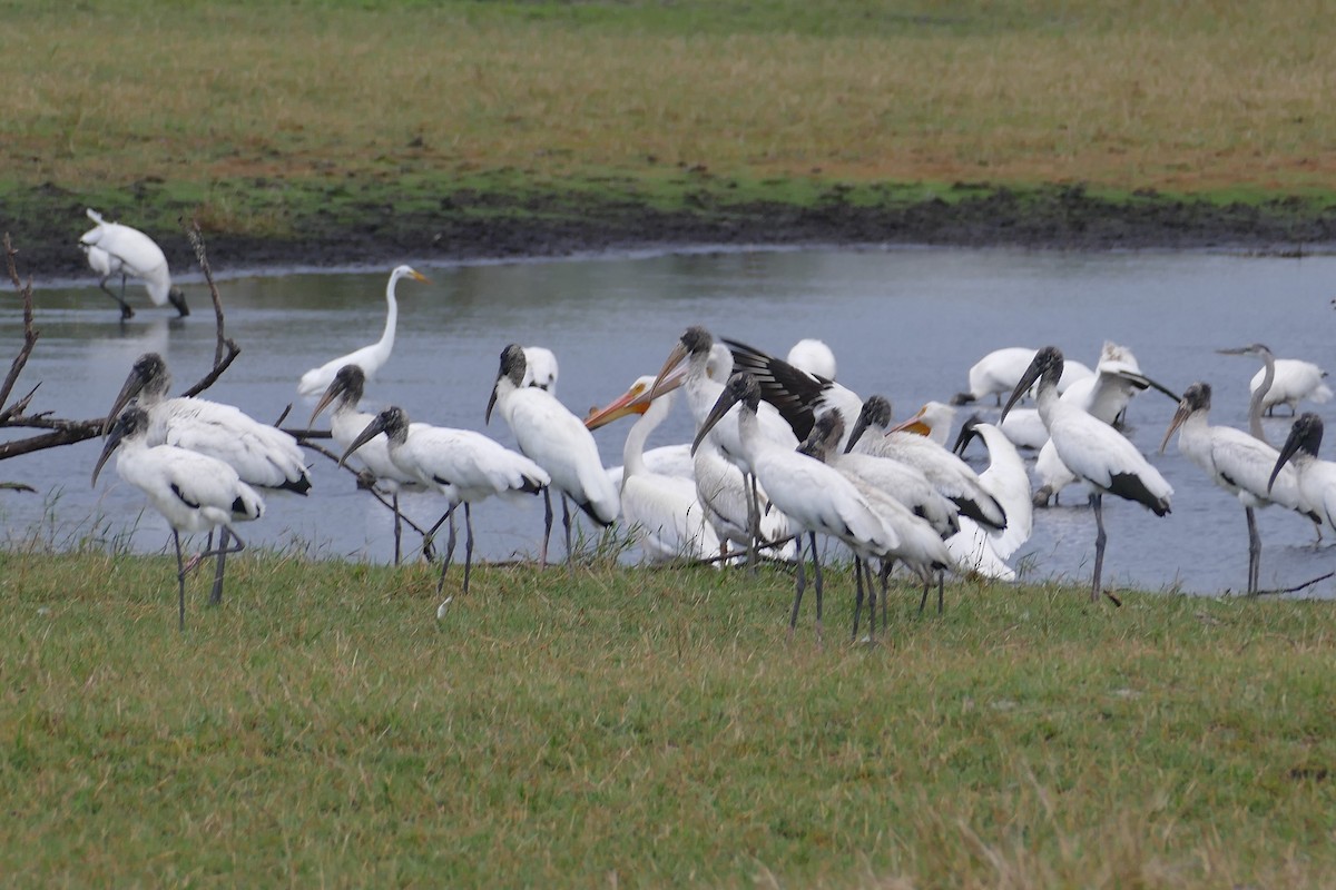 Wood Stork - ML618490255