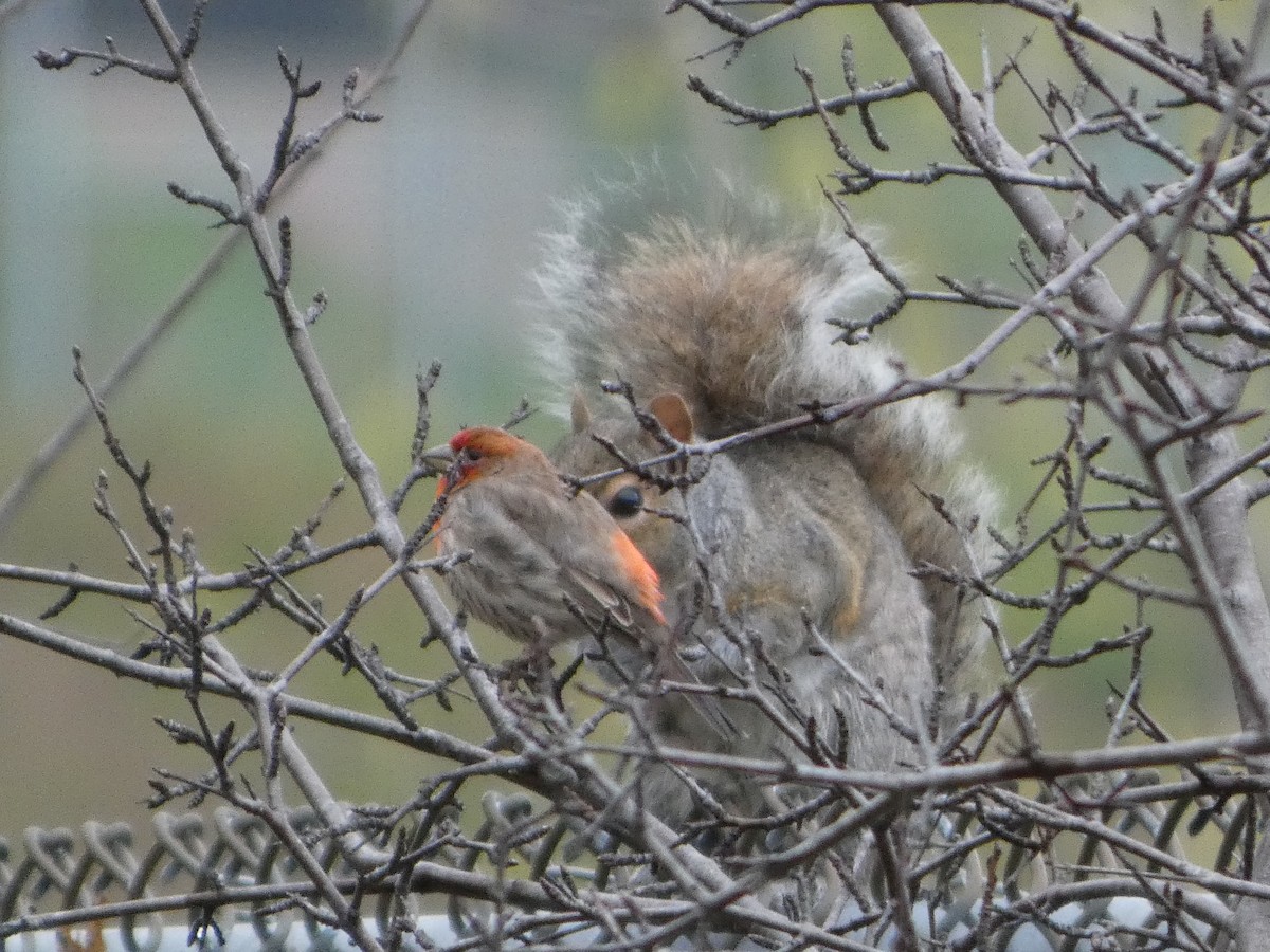 House Finch - Johanne Lafrance