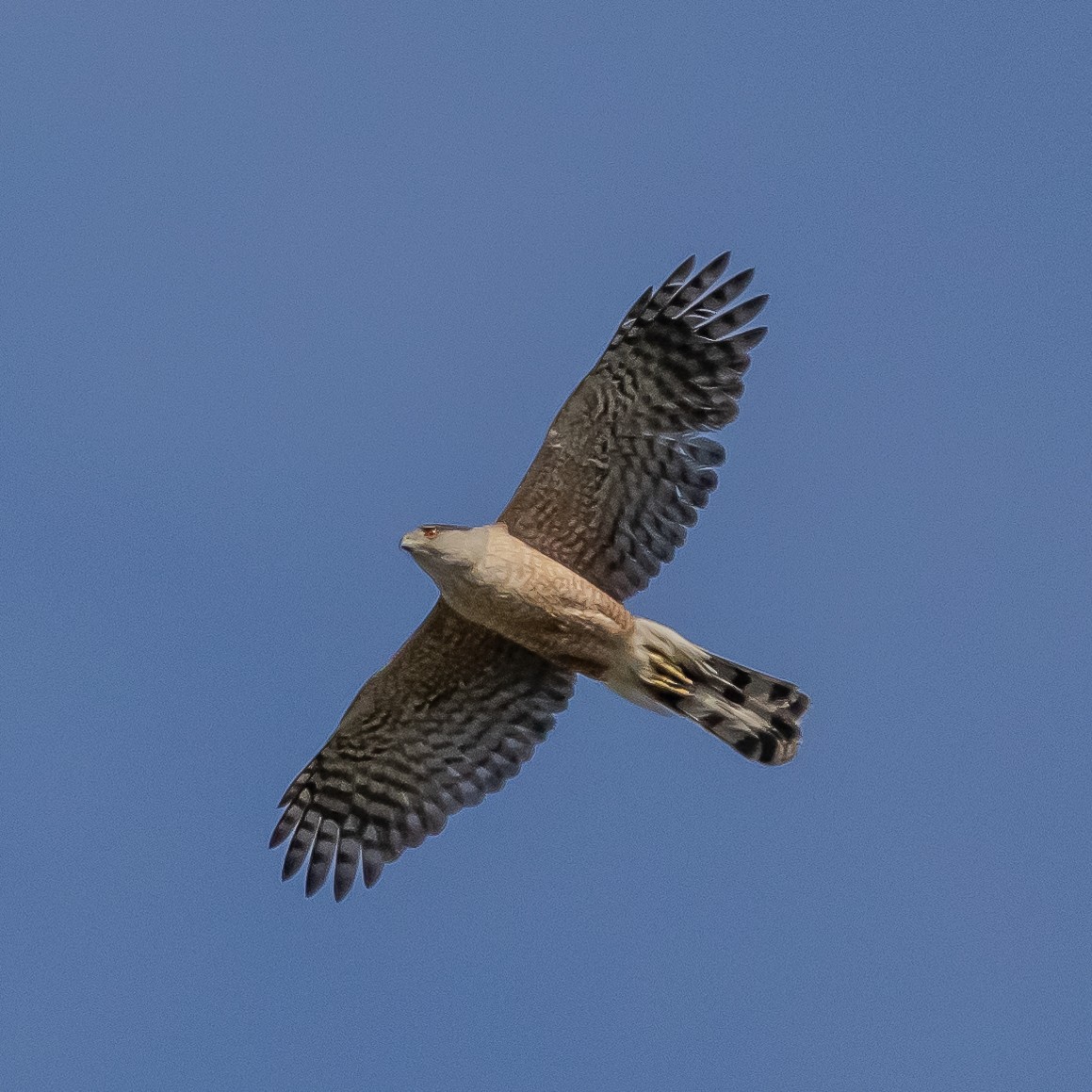 Cooper's Hawk - B. Duffin