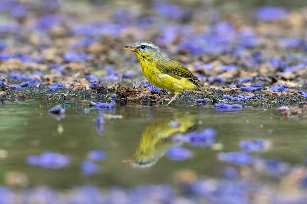 Gray-hooded Warbler - ML618490328