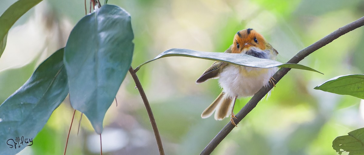 Rufous-faced Warbler - Xingyu Li