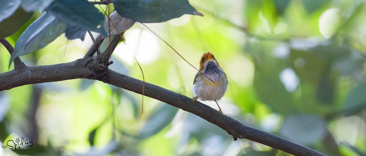 Rufous-faced Warbler - Xingyu Li