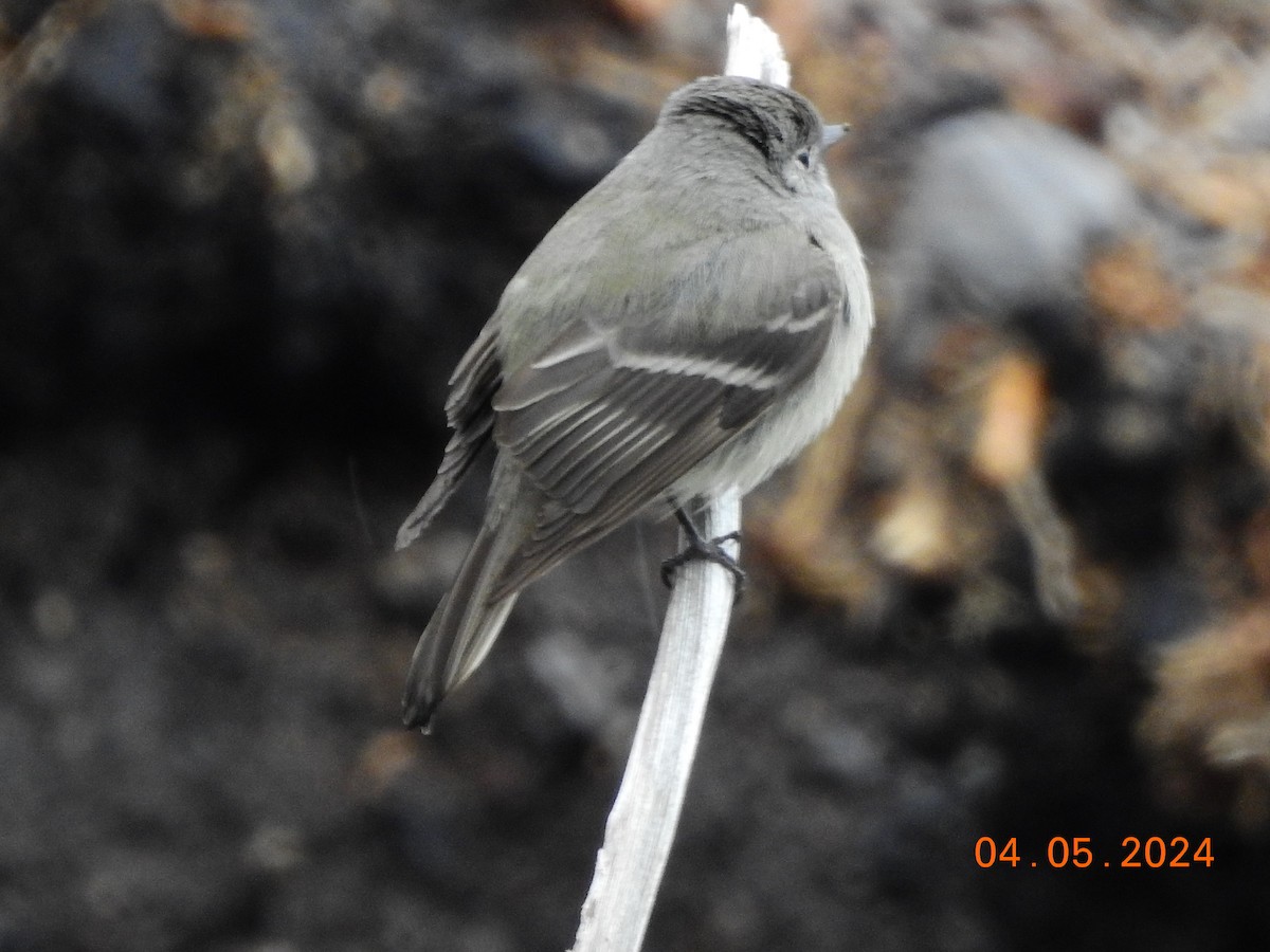 Hammond's/Dusky Flycatcher - ML618490379