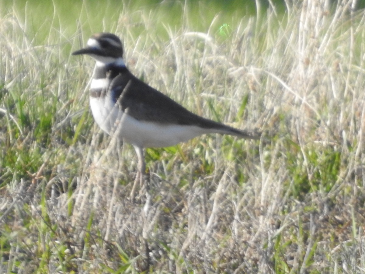 Killdeer - ML618490399