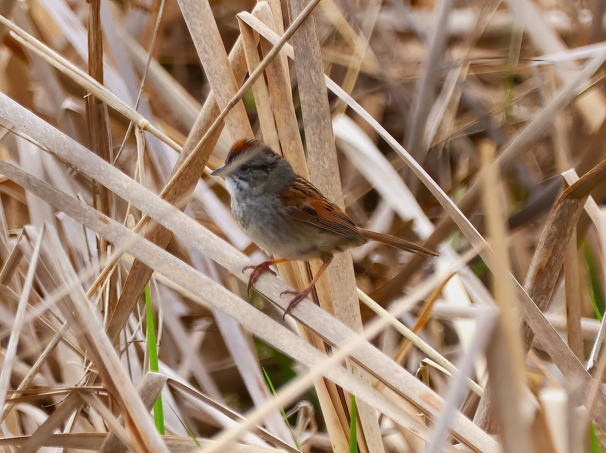 Swamp Sparrow - ML618490400