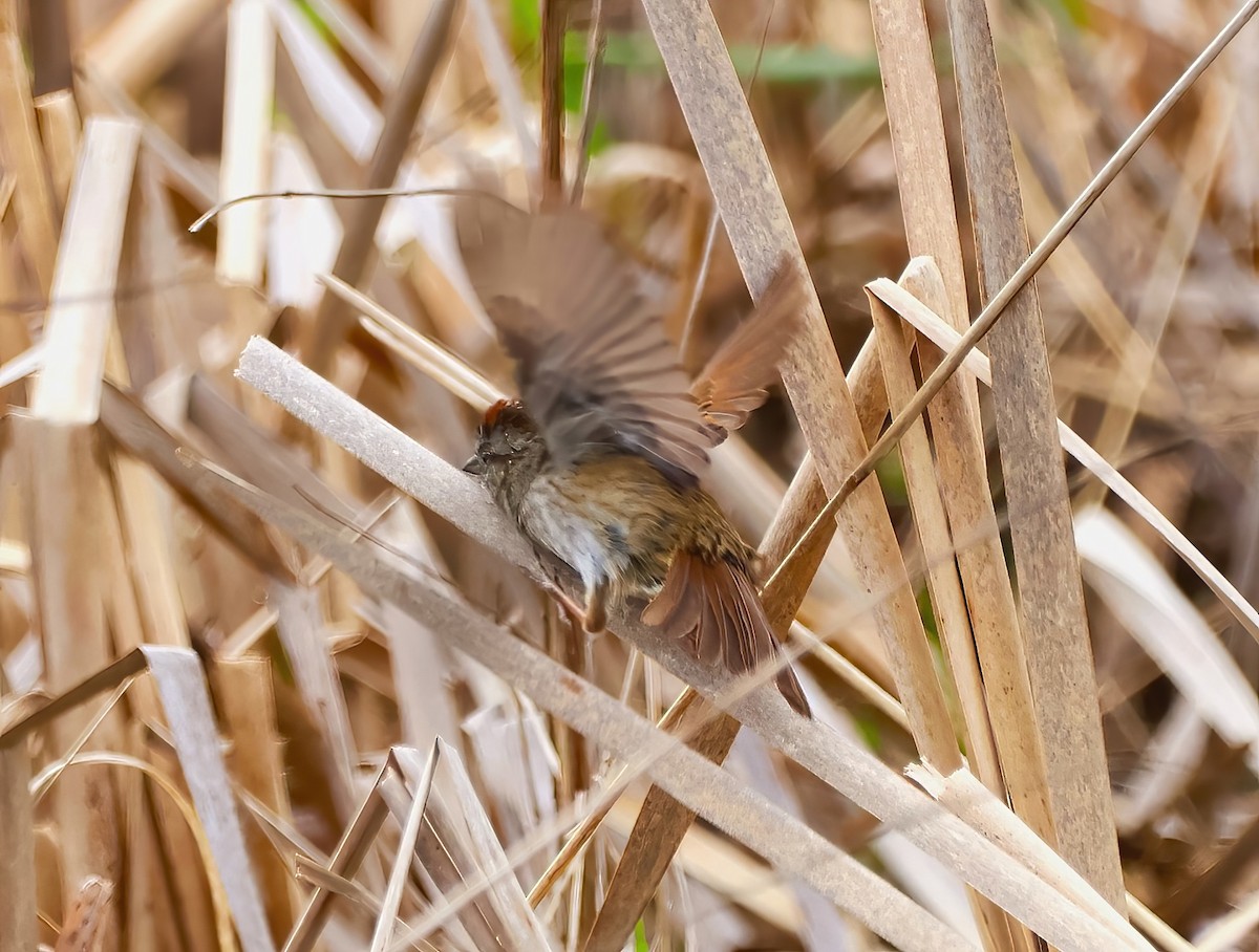 Swamp Sparrow - ML618490401